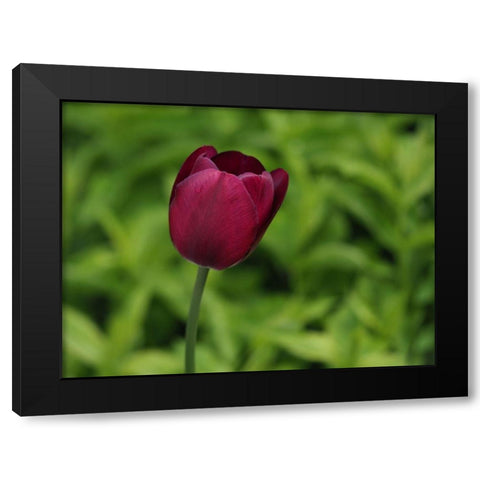 Lady In Red Black Modern Wood Framed Art Print with Double Matting by Bonin, Suzanne