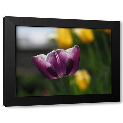 Peace Black Modern Wood Framed Art Print by Bonin, Suzanne