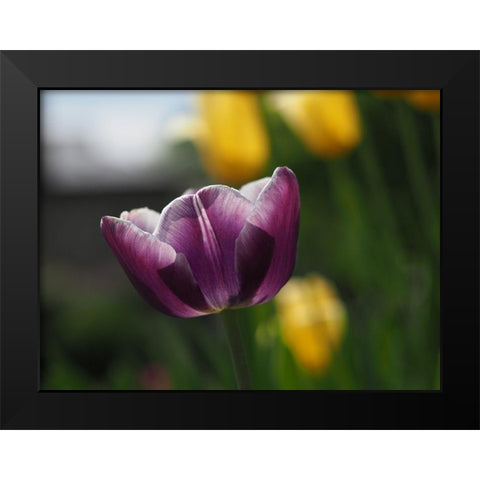 Peace Black Modern Wood Framed Art Print by Bonin, Suzanne