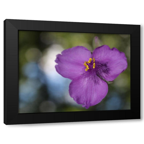 Prairie Beauty Black Modern Wood Framed Art Print by Bonin, Suzanne