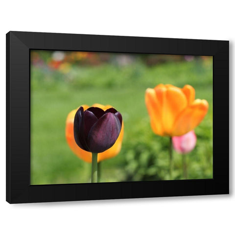 The Queen Black Modern Wood Framed Art Print with Double Matting by Bonin, Suzanne