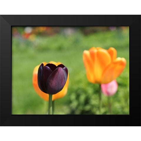 The Queen Black Modern Wood Framed Art Print by Bonin, Suzanne