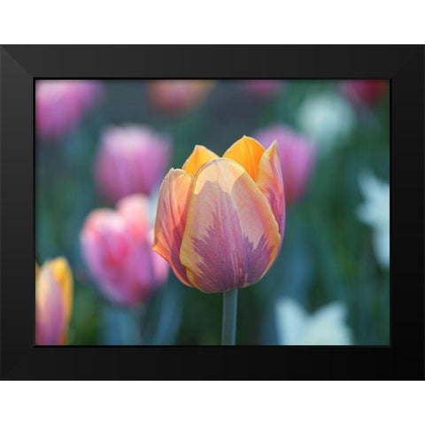 Springtime Black Modern Wood Framed Art Print by Bonin, Suzanne