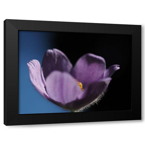 Special One Black Modern Wood Framed Art Print by Bonin, Suzanne