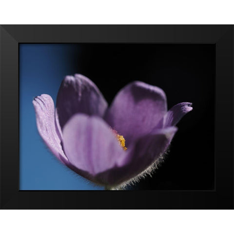 Special One Black Modern Wood Framed Art Print by Bonin, Suzanne