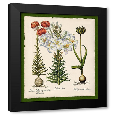 Botanica Nostalgia III Black Modern Wood Framed Art Print by Lavoie, Tina