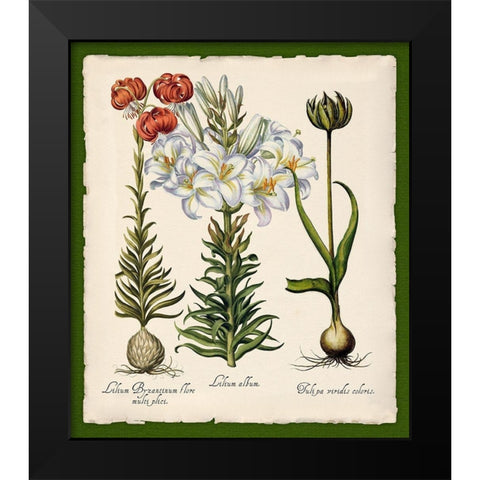 Botanica Nostalgia III Black Modern Wood Framed Art Print by Lavoie, Tina