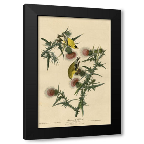 American Goldfinch Black Modern Wood Framed Art Print by Vintage Apple Collection