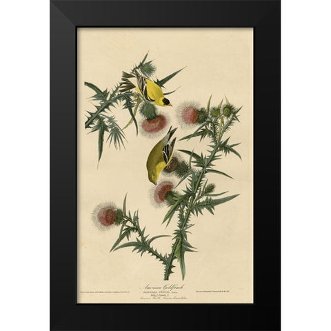 American Goldfinch Black Modern Wood Framed Art Print by Vintage Apple Collection