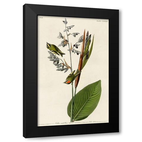 Golden Crested Wren Black Modern Wood Framed Art Print by Vintage Apple Collection