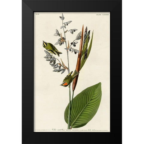 Golden Crested Wren Black Modern Wood Framed Art Print by Vintage Apple Collection
