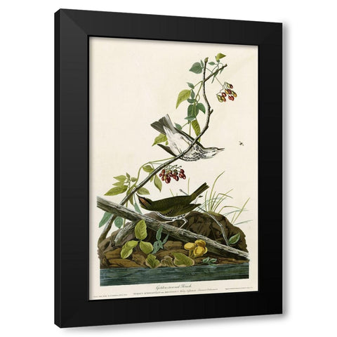 Golden Crowned Thrush Black Modern Wood Framed Art Print by Vintage Apple Collection