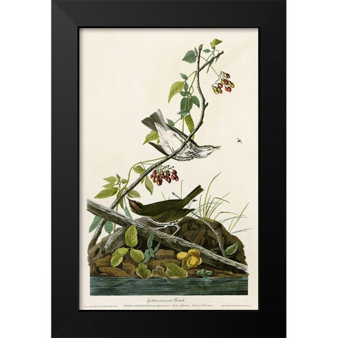 Golden Crowned Thrush Black Modern Wood Framed Art Print by Vintage Apple Collection