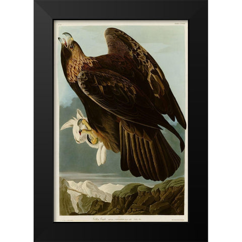 Golden Eagle Black Modern Wood Framed Art Print by Vintage Apple Collection
