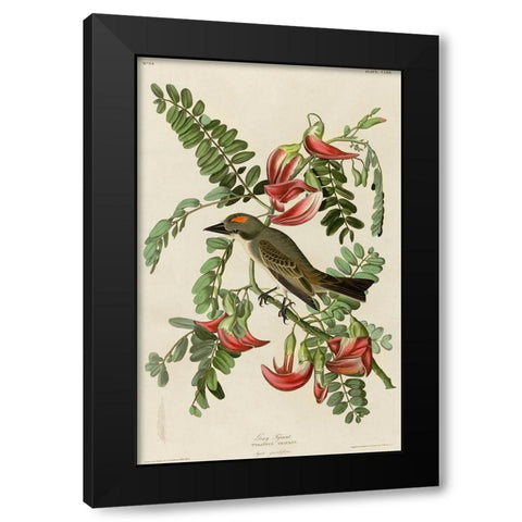 Gray Tyrant Black Modern Wood Framed Art Print with Double Matting by Vintage Apple Collection