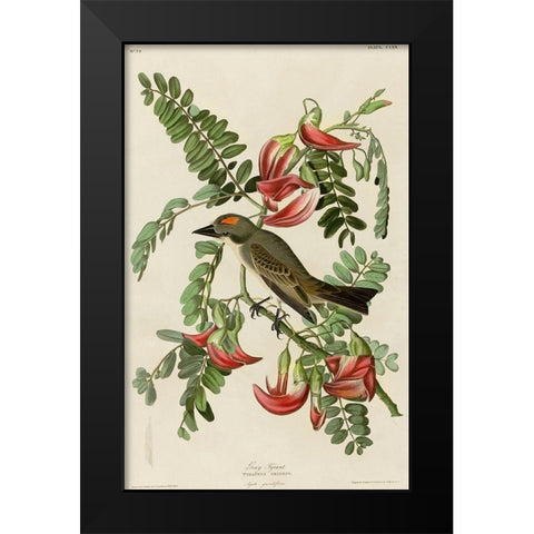 Gray Tyrant Black Modern Wood Framed Art Print by Vintage Apple Collection
