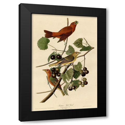 Summer Red Bird Black Modern Wood Framed Art Print with Double Matting by Vintage Apple Collection