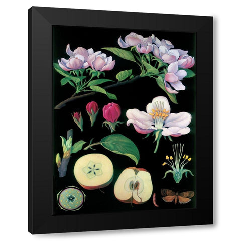 Apple Tree Black Modern Wood Framed Art Print by Vintage Apple Collection