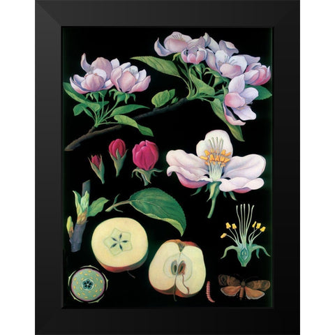 Apple Tree Black Modern Wood Framed Art Print by Vintage Apple Collection