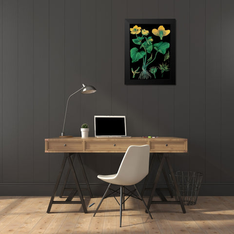 Marsh Marigold Black Modern Wood Framed Art Print by Vintage Apple Collection