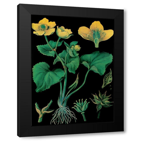 Marsh Marigold Black Modern Wood Framed Art Print by Vintage Apple Collection