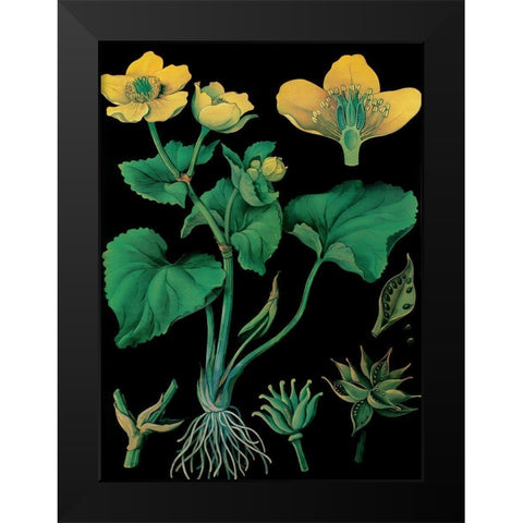 Marsh Marigold Black Modern Wood Framed Art Print by Vintage Apple Collection