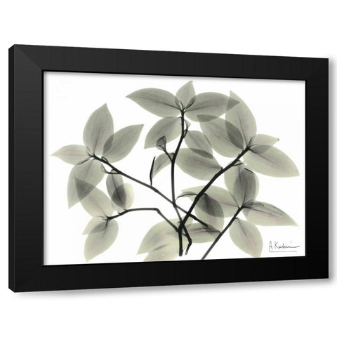 Wandering Jew Black Modern Wood Framed Art Print with Double Matting by Koetsier, Albert