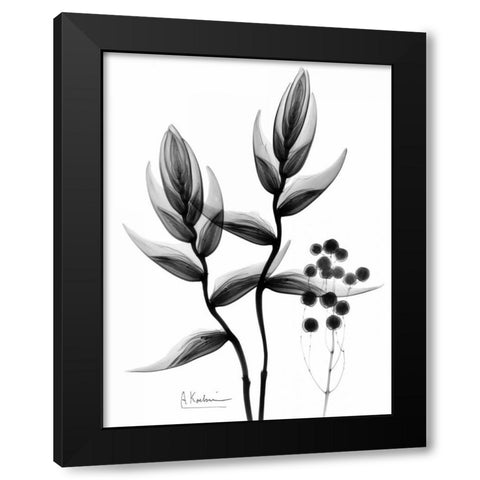 Heliconia Arrangement BandW Black Modern Wood Framed Art Print with Double Matting by Koetsier, Albert
