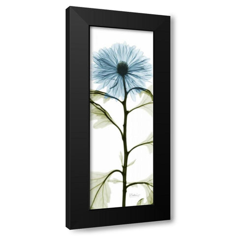 Long Blue Chrysanthemum Black Modern Wood Framed Art Print with Double Matting by Koetsier, Albert