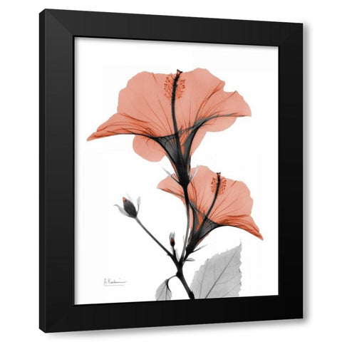 Soft Hibiscus Black Modern Wood Framed Art Print with Double Matting by Koetsier, Albert