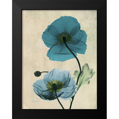 Iceland Poppy Black Modern Wood Framed Art Print by Koetsier, Albert