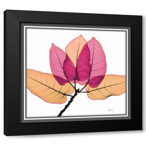 Ficus Burkey Black Modern Wood Framed Art Print with Double Matting by Koetsier, Albert