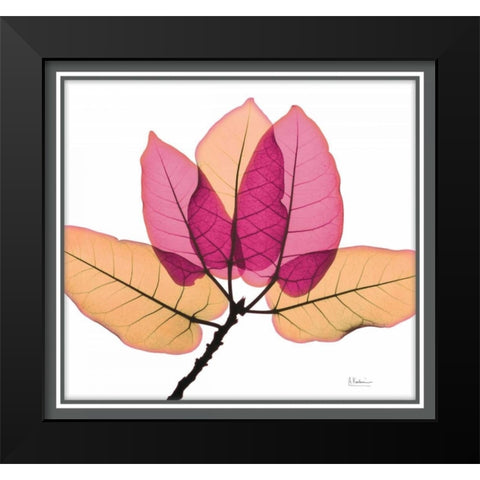 Ficus Burkey Black Modern Wood Framed Art Print by Koetsier, Albert