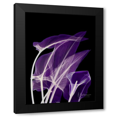 Purple Calla Black Modern Wood Framed Art Print with Double Matting by Koetsier, Albert