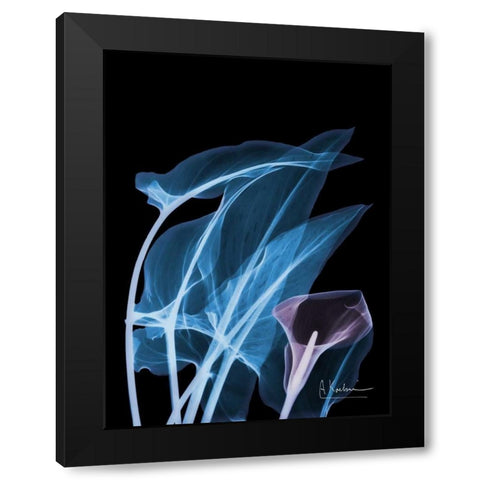 Blue Purple Calla Black Modern Wood Framed Art Print with Double Matting by Koetsier, Albert