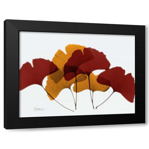 Gingko Fall Black Modern Wood Framed Art Print with Double Matting by Koetsier, Albert