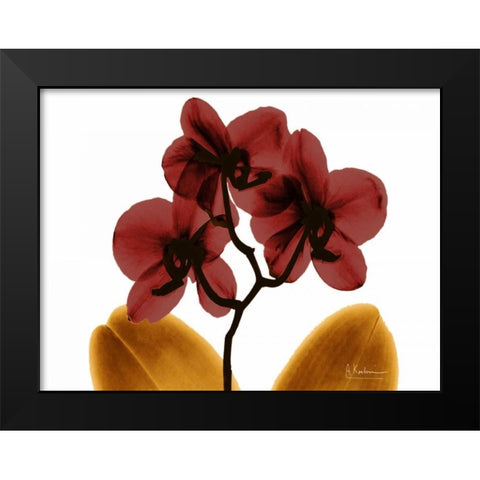 Orchid Fall Black Modern Wood Framed Art Print by Koetsier, Albert