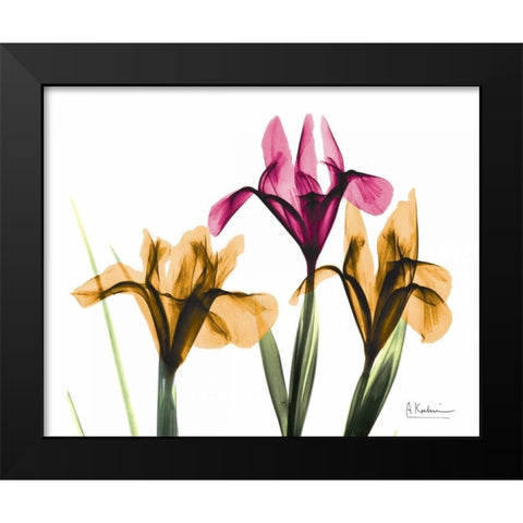 Iris Black Modern Wood Framed Art Print by Koetsier, Albert