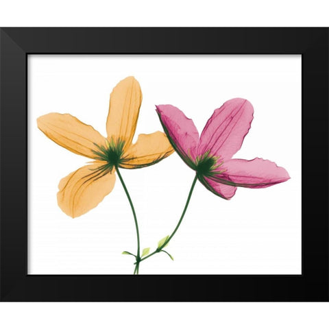Clematis Black Modern Wood Framed Art Print by Koetsier, Albert