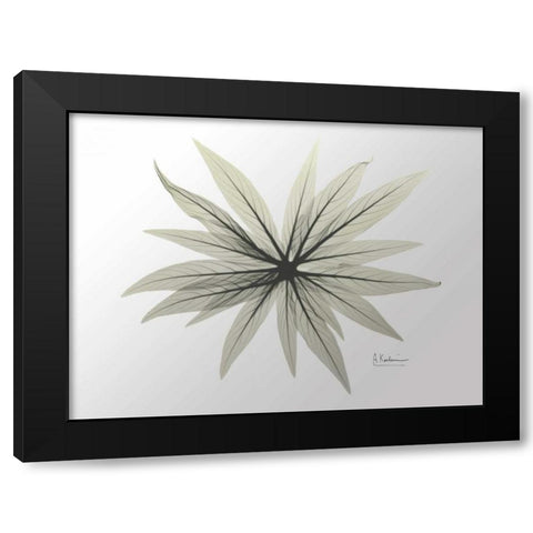 New Echium Black Modern Wood Framed Art Print by Koetsier, Albert
