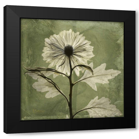 Chrysanthemum Black Modern Wood Framed Art Print by Koetsier, Albert