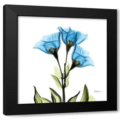 Gentian Sapphire L301 Black Modern Wood Framed Art Print by Koetsier, Albert