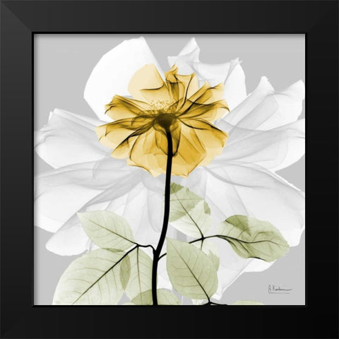 Rose in Gold 2 Black Modern Wood Framed Art Print by Koetsier, Albert