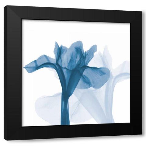 Iris Blues B51 Black Modern Wood Framed Art Print with Double Matting by Koetsier, Albert