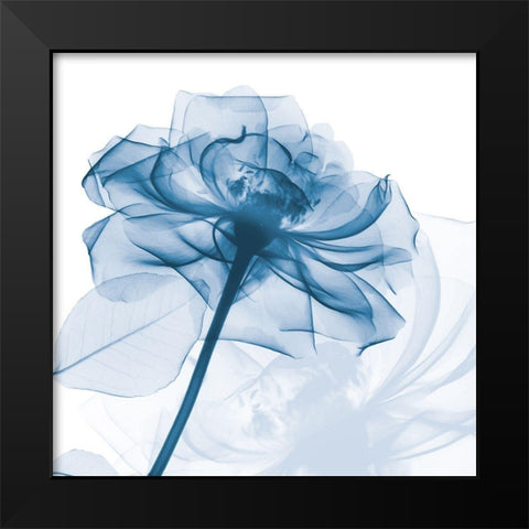 Indigo Rose Black Modern Wood Framed Art Print by Koetsier, Albert