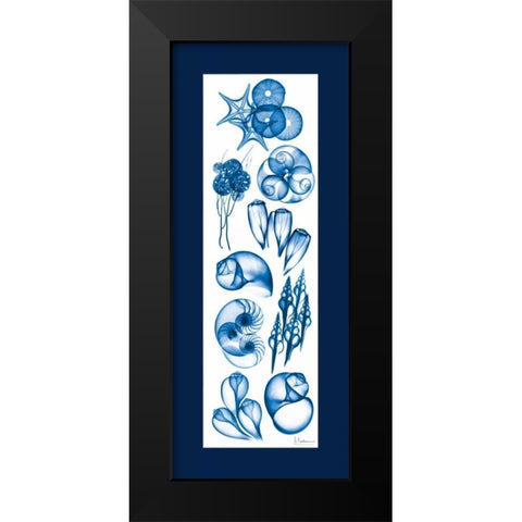 Sealife Blue Mate Black Modern Wood Framed Art Print by Koetsier, Albert