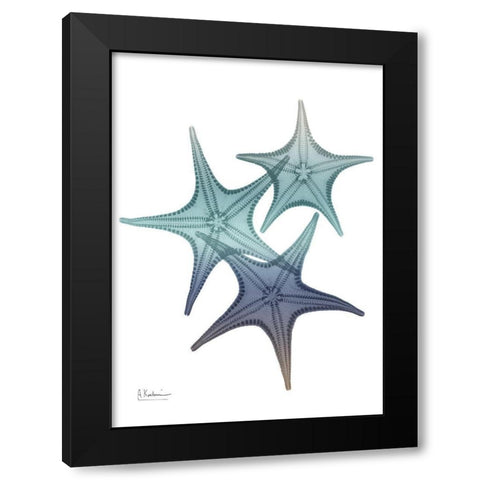 Starfish Ombre 2 Black Modern Wood Framed Art Print with Double Matting by Koetsier, Albert
