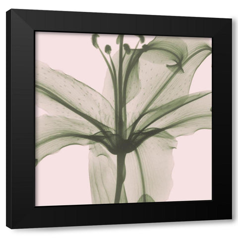 Entranced Lily Black Modern Wood Framed Art Print with Double Matting by Koetsier, Albert