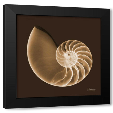 Sepia Nautilus Black Modern Wood Framed Art Print by Koetsier, Albert