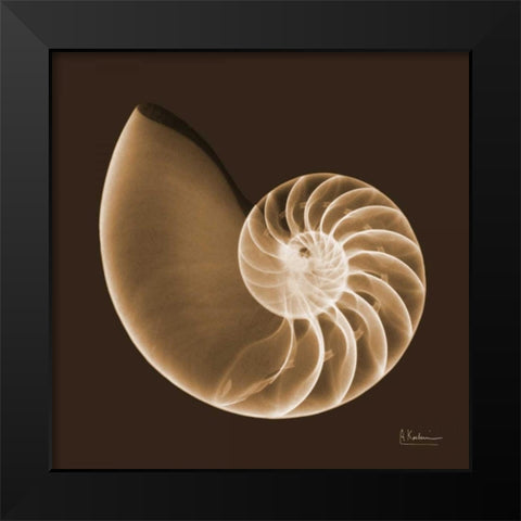 Sepia Nautilus Black Modern Wood Framed Art Print by Koetsier, Albert